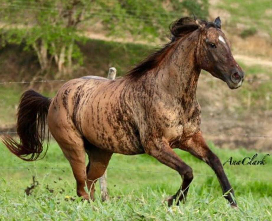 Tigresa Dash - American Quarter Horse